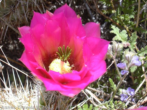 A blooming cactus not far from Maidenhair Falls, Anza-Borrego Desert State Park, California
