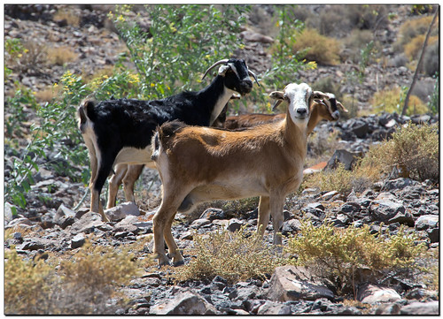 nature animals geotagged tiere fuerteventura kanaren natur goat ziege goats canaries canaryislands ziegen burningrubber kanarischeinseln canoneos60d geo:lat=2823421828750515 geo:lon=1395544382884818