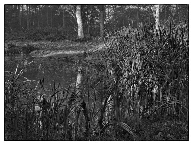 Pond and Trees, Tophill Low