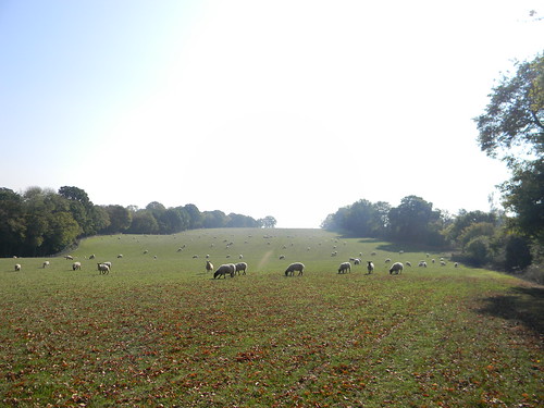 Sheep in a field. Ham Street to Appledore