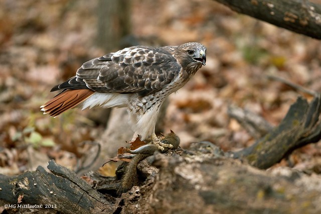 Red-tailed Hawk..feeding on red squirrel