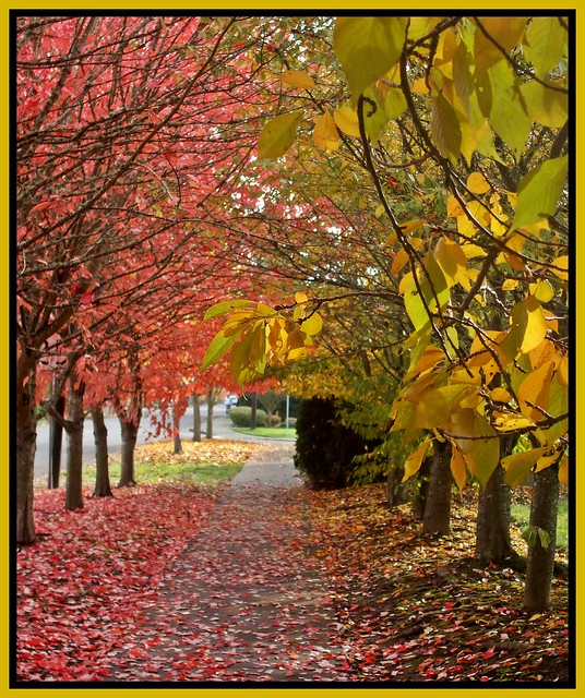 Walk through the leaves November 9 2011