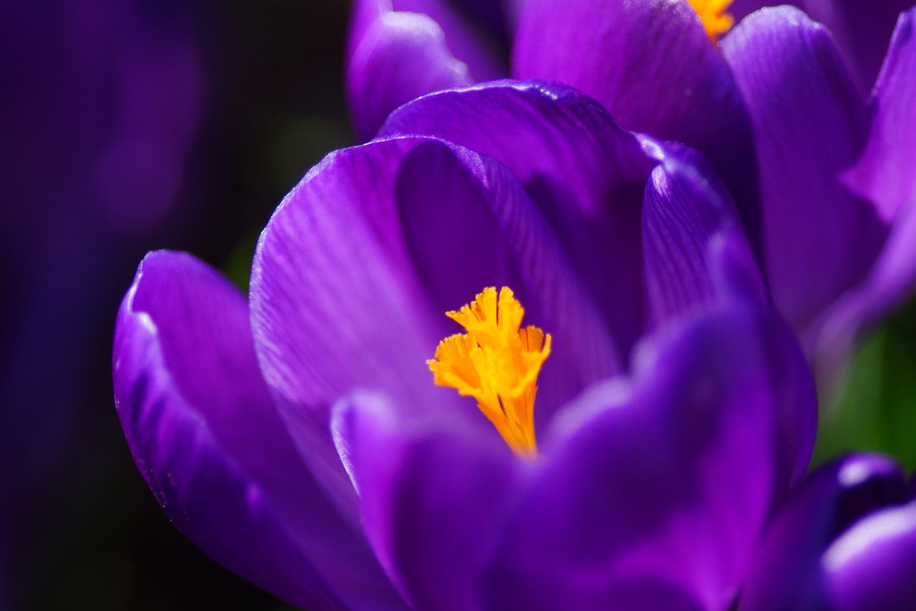 クロッカス ピックウィック 絞り紫 Crocus Vernus Cv Pickwick 1314 Dsc Flickr