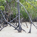 Cape Tribulation, mangrovový prales, foto: Petr Musílek, Go2Australia