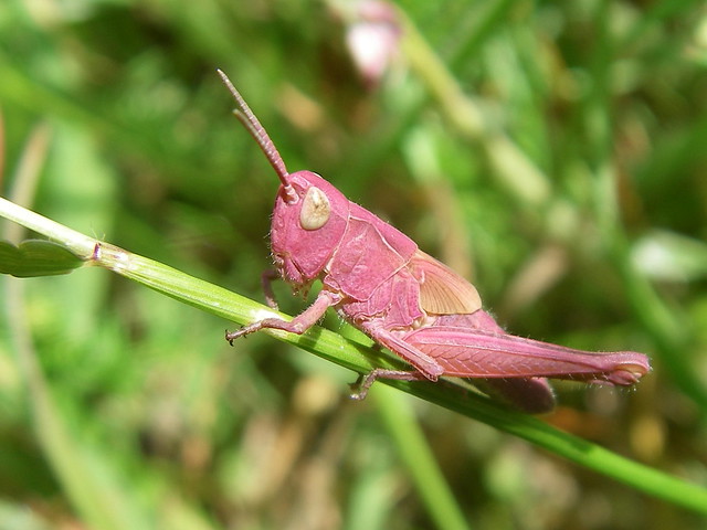 Female Meadow Grasshopper