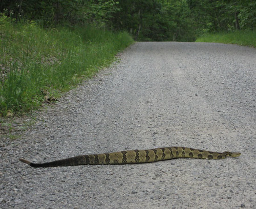 Very large timber rattlesnake near Mountain Lake in Giles County