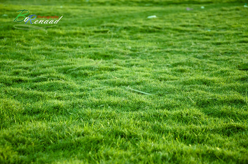 green grass dammam كورنيش الدمام النظر العشب الخضرة الهموم الجلوس إزالة