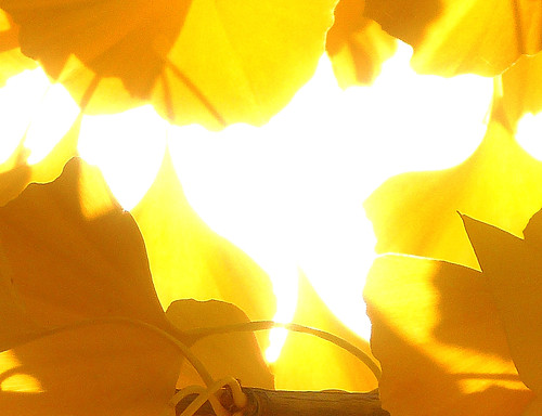 Ginko leaves with sun behind TfXed 1.jpg