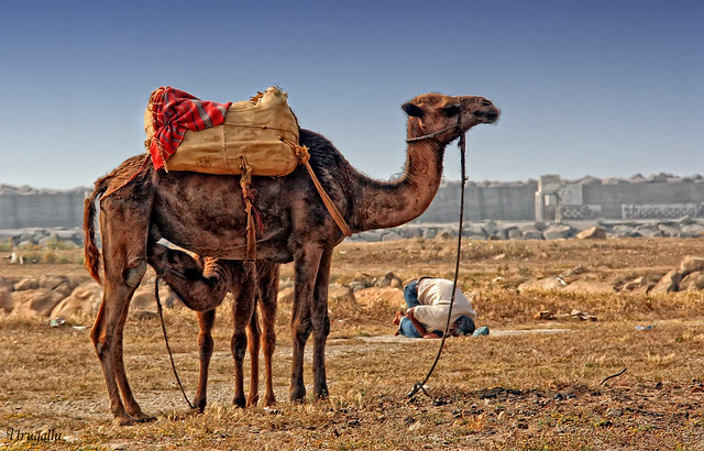 02 Caravana de camellos