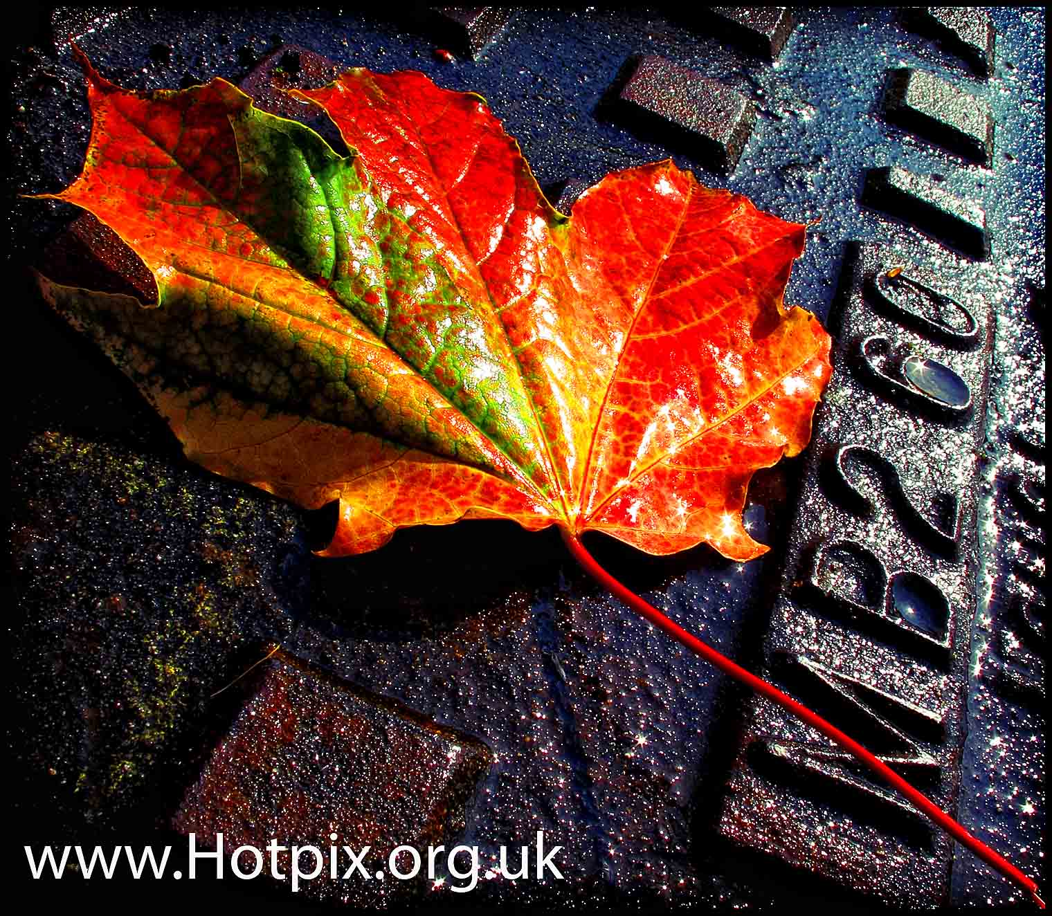 Leaf,leaves,autumn,fall,grid,metal,steel,iron,red,orange,sun,bright,tony,smith,hotpix,tonysmith,tonysmithhotpix,UK,England,HDR,sunlight,shower,showers,wet,soaked,water,drizzle,rust,BRAVO,autumn leaves,fall leaves,leafs