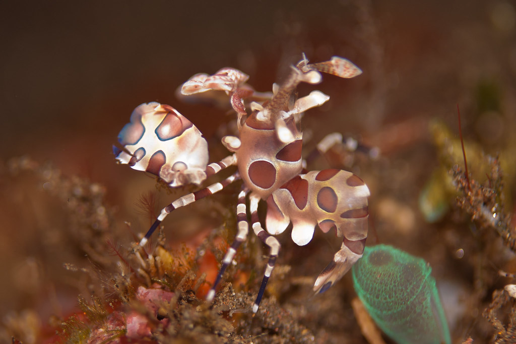 Harlequin Shrimp 1.jpg | NHGDVM | Flickr