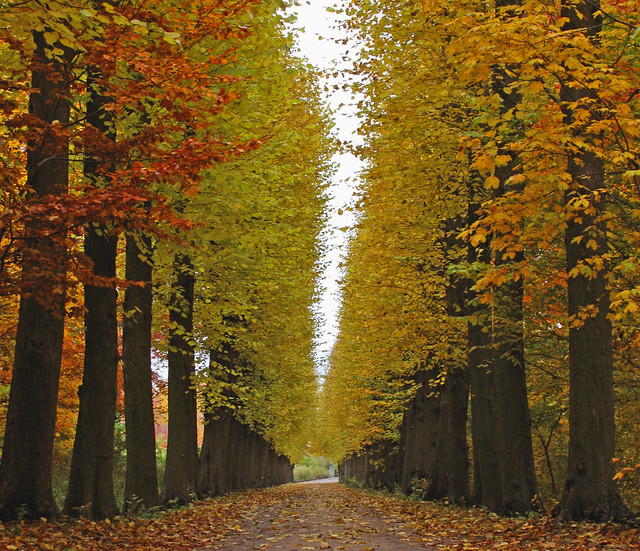 Autumn Alley