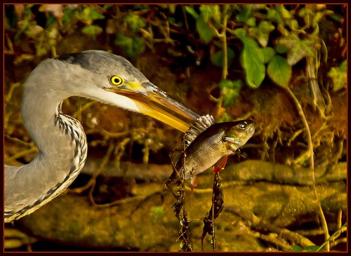 Heron with Perch. by anthonynixon17