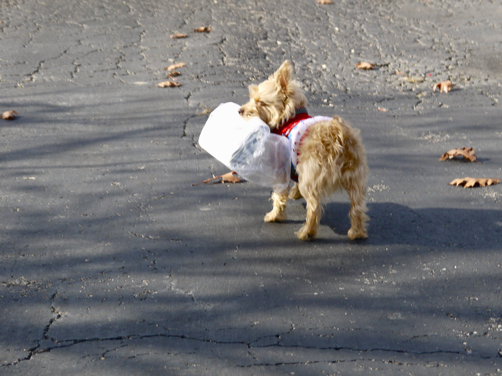 Sam and the newspaper