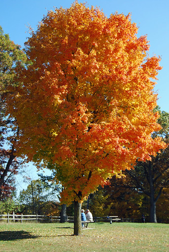 autumn trees orange fall leaves yellow river gold october michigan muskegon 2011 newaygo highrollaway