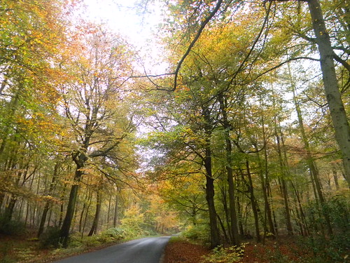 Autumn Colours 7 Princes Risborough to Great Missenden Off piste by this stage. Monkton Wood