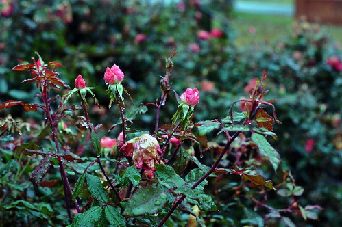 326/365: Tuesday, November 22, 2011: Rain on November blooms | by Stephen Little
