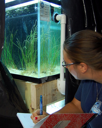 Studying a Seagrass Habitat