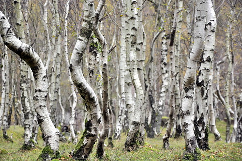 Bendy Birches at Bolehill by Keartona