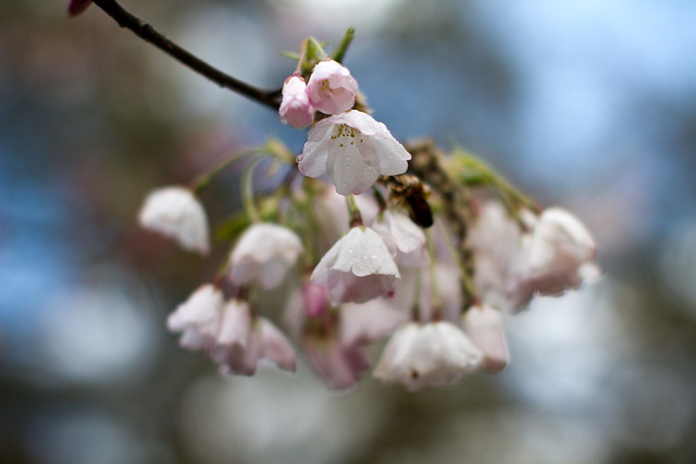 Cherry blossoms at Hakone Gardens