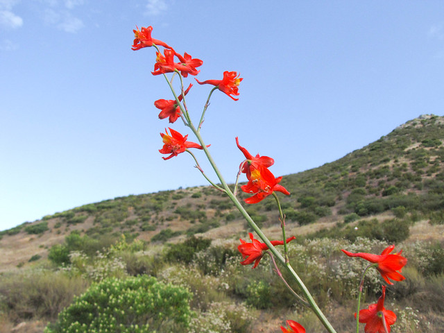 Ranunculaceae, Delphinium cardinale, Scarlet Larkspur