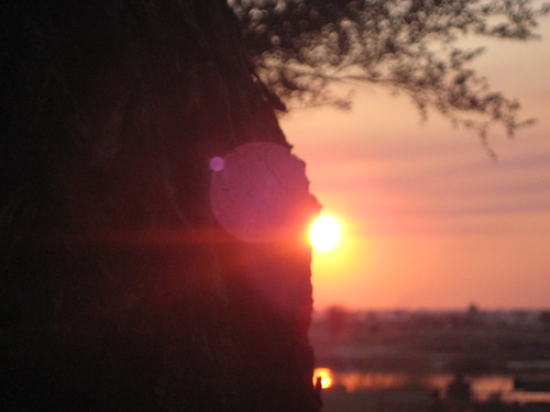 africa sunset sun tree glare bokeh horizon