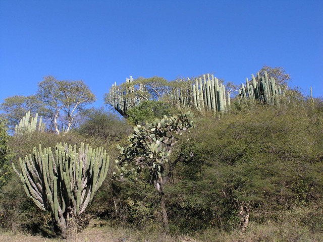 Cacti cerca de Mariscala de Júarez, Oaxaca, Mexico