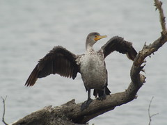 Double-crested Cormorant, Everglades, FL