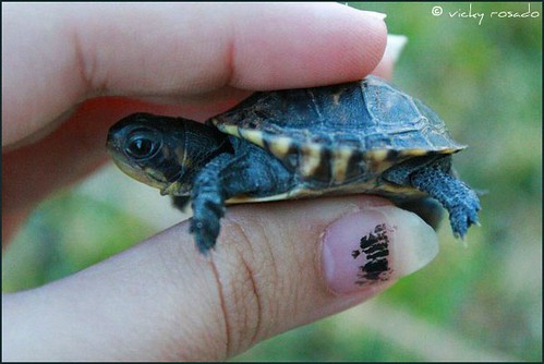 turtle. | by vickyrosado