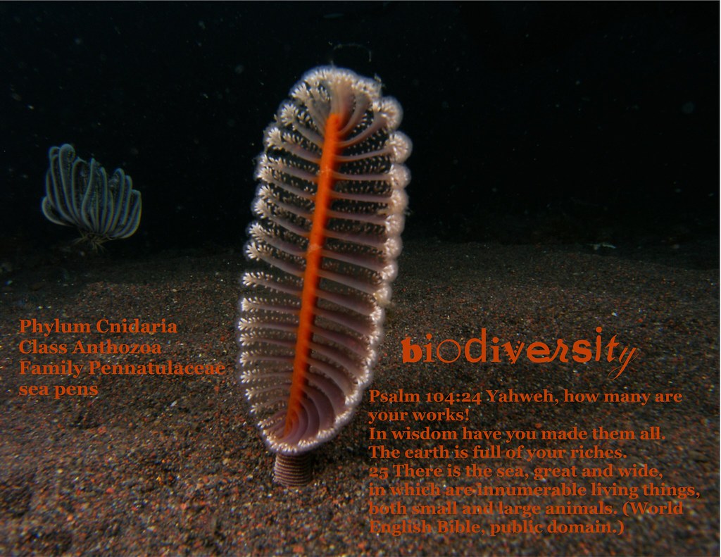 Psalm 104 biodiversity, sea pen | This picture was modified … | Flickr
