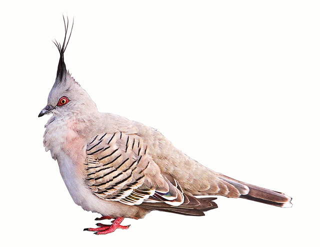 Top Knot - Pigeon