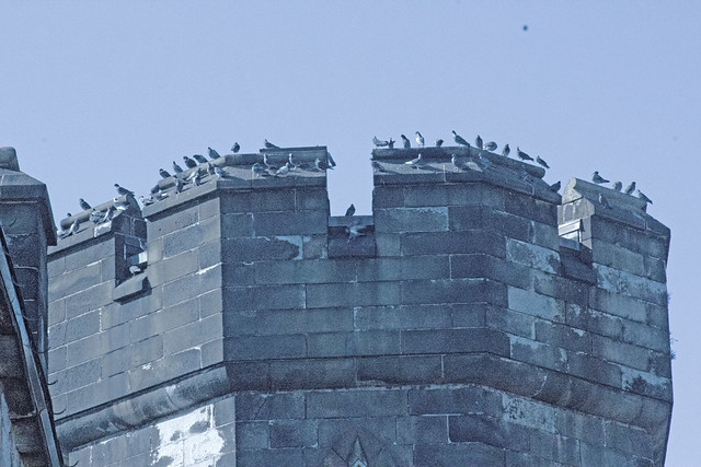 Pigeons on the Turret