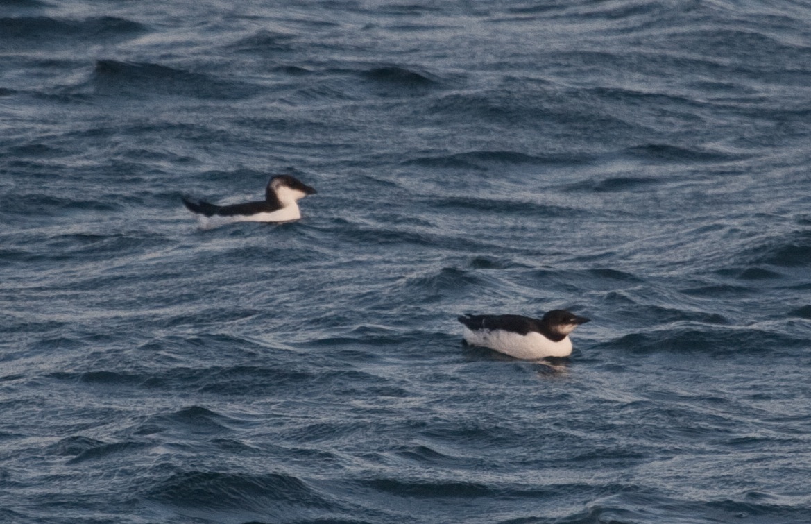 Murre and Razorbill