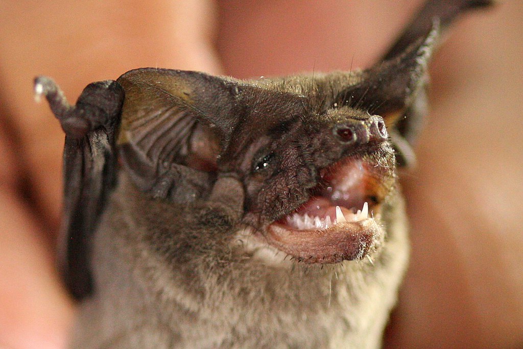 Different types of bats animals: The Cutest Bat Species (Photos and Facts)