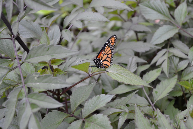 Monarch on Dahlia coccinea leaf