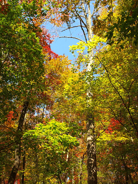 October Canopy, Northern Greenville County, South Carolina, USA