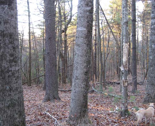 Mature stand of hardwood and white pine prior to the harvest.