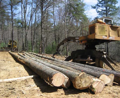 The first load of white pine logs at the loading deck, where the old trailer used to sit.