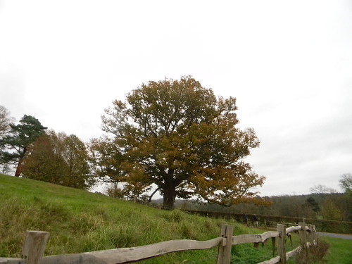 Big tree near Batemans Stonegate to Robertsbridge