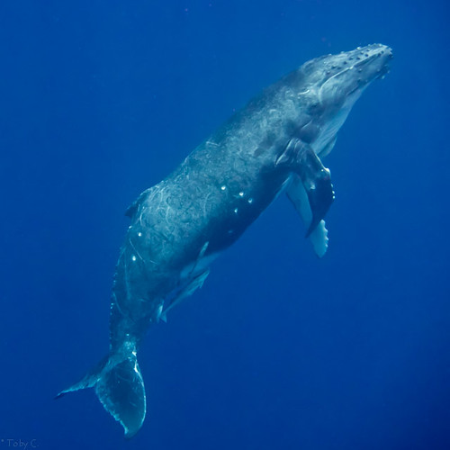 humpback calf | by tobze