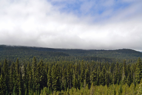 Fog Roll #2 | by warmheartcold