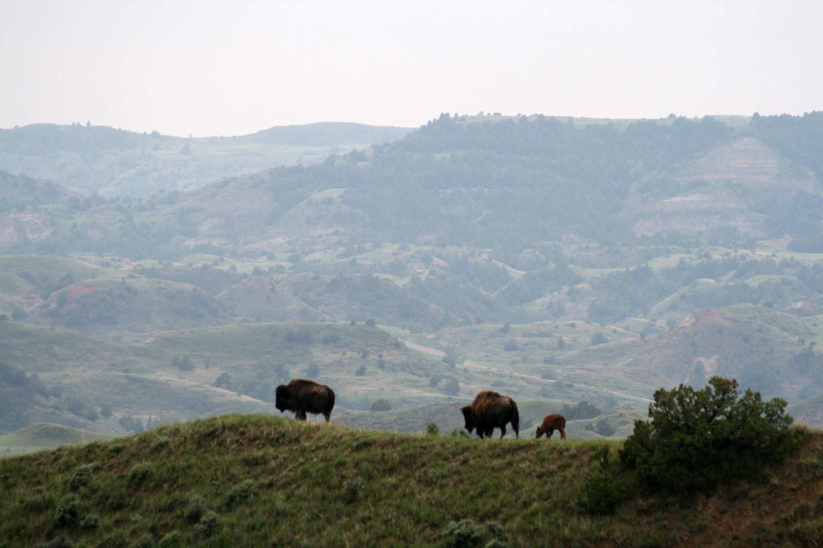 Theodore Roosevelt National Park | Flickr