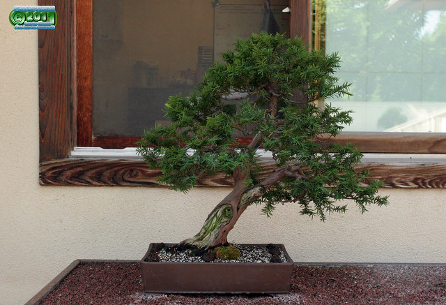 Bonsaï & Penjing - Japanese yew - Taxus cuspidata - Taxaceae - Created & donated by George LeBolt of New Jersey - 45 years old C20110705 166