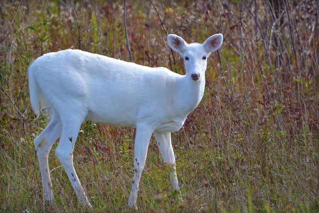 Nature - Animal - Wildlife - White White-tailed Deer
