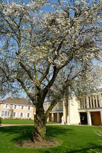 Blossom in the main court
