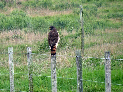 aves023 | by Nicolas Minetti