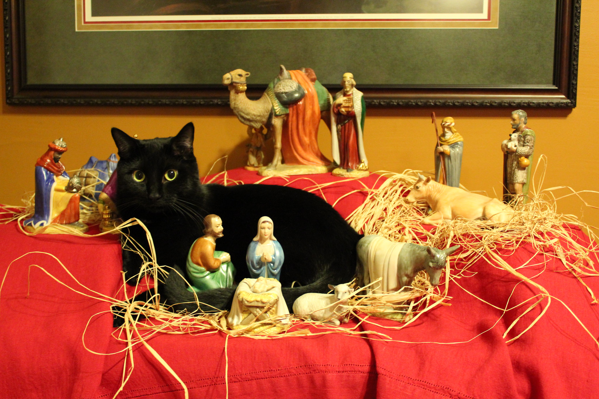 Our cat Porter Wagoner has joined the nativity scene