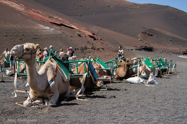Camel in stand-by for the park tour with the turist. Cammelli in attesa dei turisti per il giro del parco.