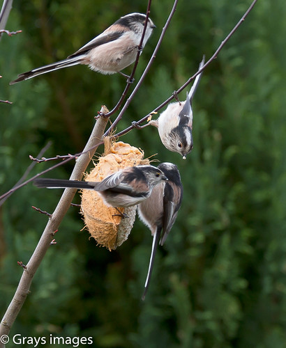 Long Tail Tits | by grays photos 64