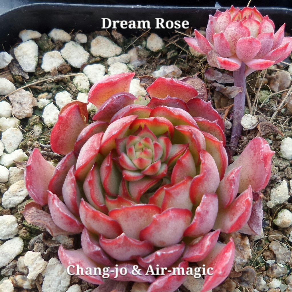 Echeveria 'Dream Rose'